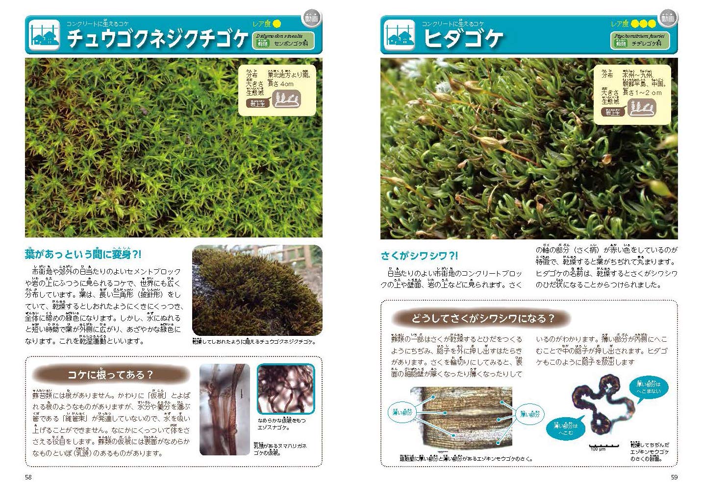 Mua ずかん こけ Tren Amazon Nhật Chinh Hang 21 Fado