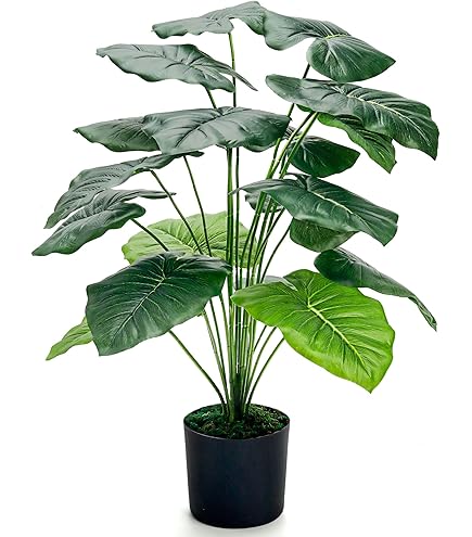 cebu blue pothos for sale Cebu Blue Pothos
