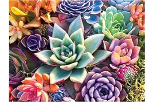 Huacan Succulent Plants AB Diamond Painting Kits for Adults Full Drill Round Diamond Art for Beginner Paint with Diamonds 5D DIY Gem Dotz Painting Kits Wall Decor Flower 11.8x15.7inch/30x40cm