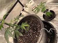 Review Image by manuel pacheco manuel pacheco