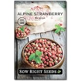 Sow Right Seeds - Regina Alpine Strawberry Seed for Planting Perennial | Plant non-GMO heirloom fruit variety outdoors or indoor hydroponic garden. Berries for growing outside vegetable gardening.