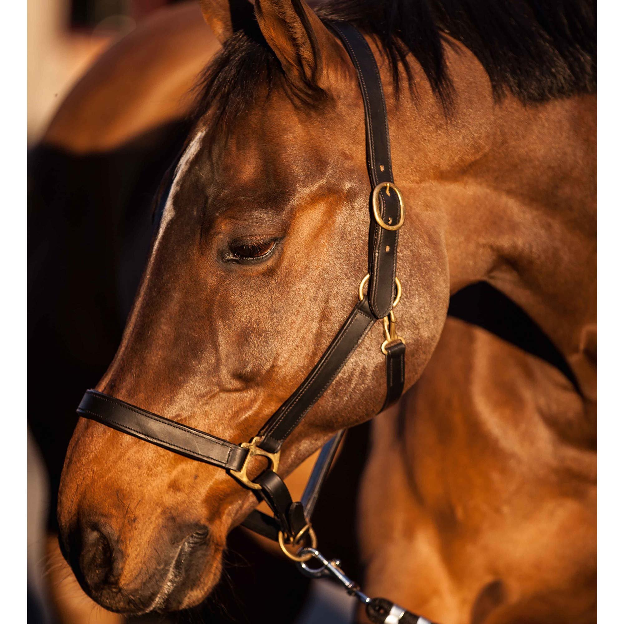 Kerbl Eco Head Collar - Black, Size 2