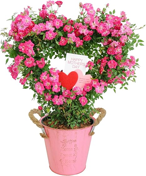 Amazon 花由 母の日限定 ミニバラ ツルバラ ハートリング 鉢植え 観葉植物 オンライン通販