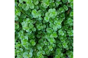 CHALILY Creeping Jenny 'Green', a Great Live Pond Plant for Your Water Garden. Filters The koi and Goldfish Pond. Good for Bogs, Plant Shelf or Shallow Water This marginal Aquatic is a Real Beauty