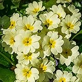 Outsidepride 100 Seeds Perennial Primula Yellow