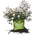 Perfect Plants Apricot Drift Rose 1 Gallon, Live Plant Includes Special Blend Plant Food & Planting Guide