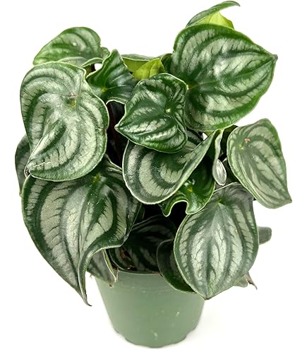 Amazon.com: Rooted Watermelon Peperomia - Peperomia argyreia | Live, Easy  to Grow and Low Maintenance Houseplant (4-inch Pot), Green : Patio, Lawn &  Garden