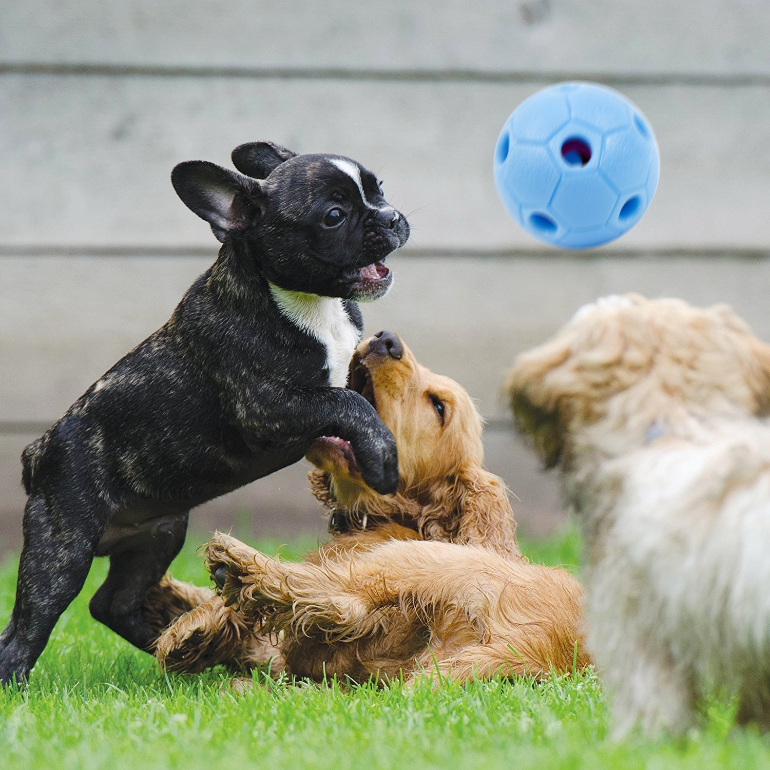 interactive dog ball by furryfido