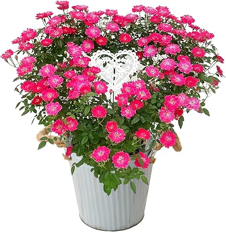 Amazon 花由 母の日限定 ミニバラ鉢植え ハートリング ローズ 観葉植物 オンライン通販