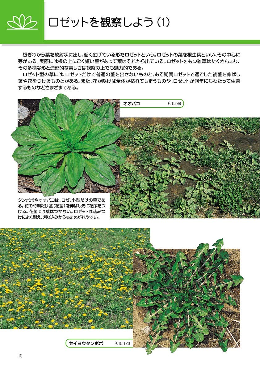 新訂 校庭の雑草 野外観察ハンドブック 岩瀬 徹 川名 興 飯島 和子 本 通販 Amazon