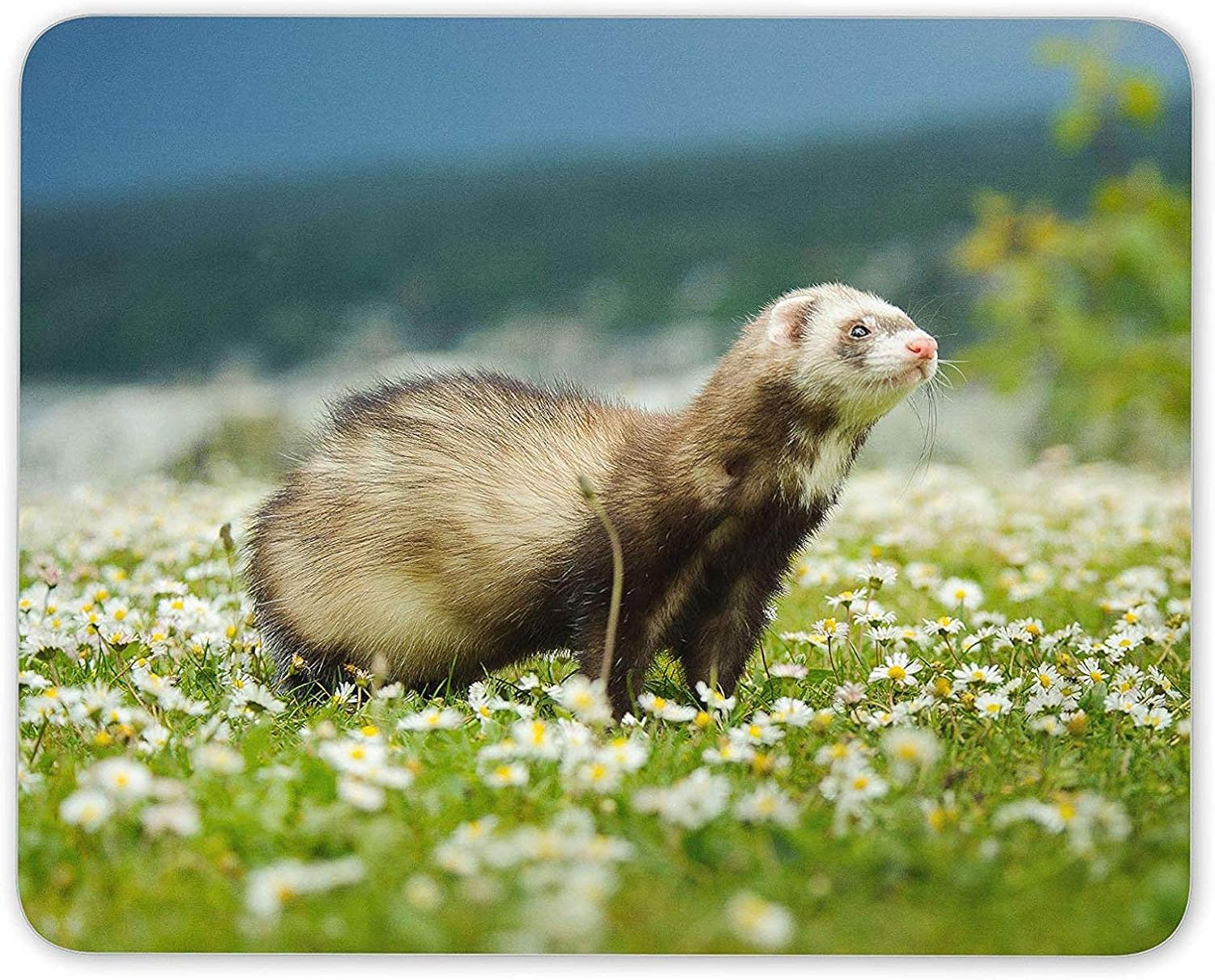 ferret mouse