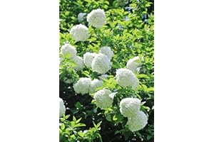 Snowball Hydrangea Seeds, 150Pcs White Rare Annabelle Hydrangea Shrub Giant Snowball Perennial Flowers Seeds for Border Outdo
