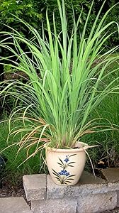 Natures Buggy Lemon Grass Live Plant