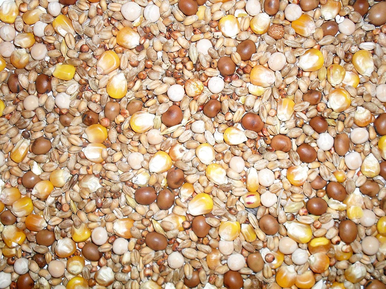 Johnston & Jeff Four Seasons General Economy Pigeon Seed Mix, 20 kg (Pack of 1)