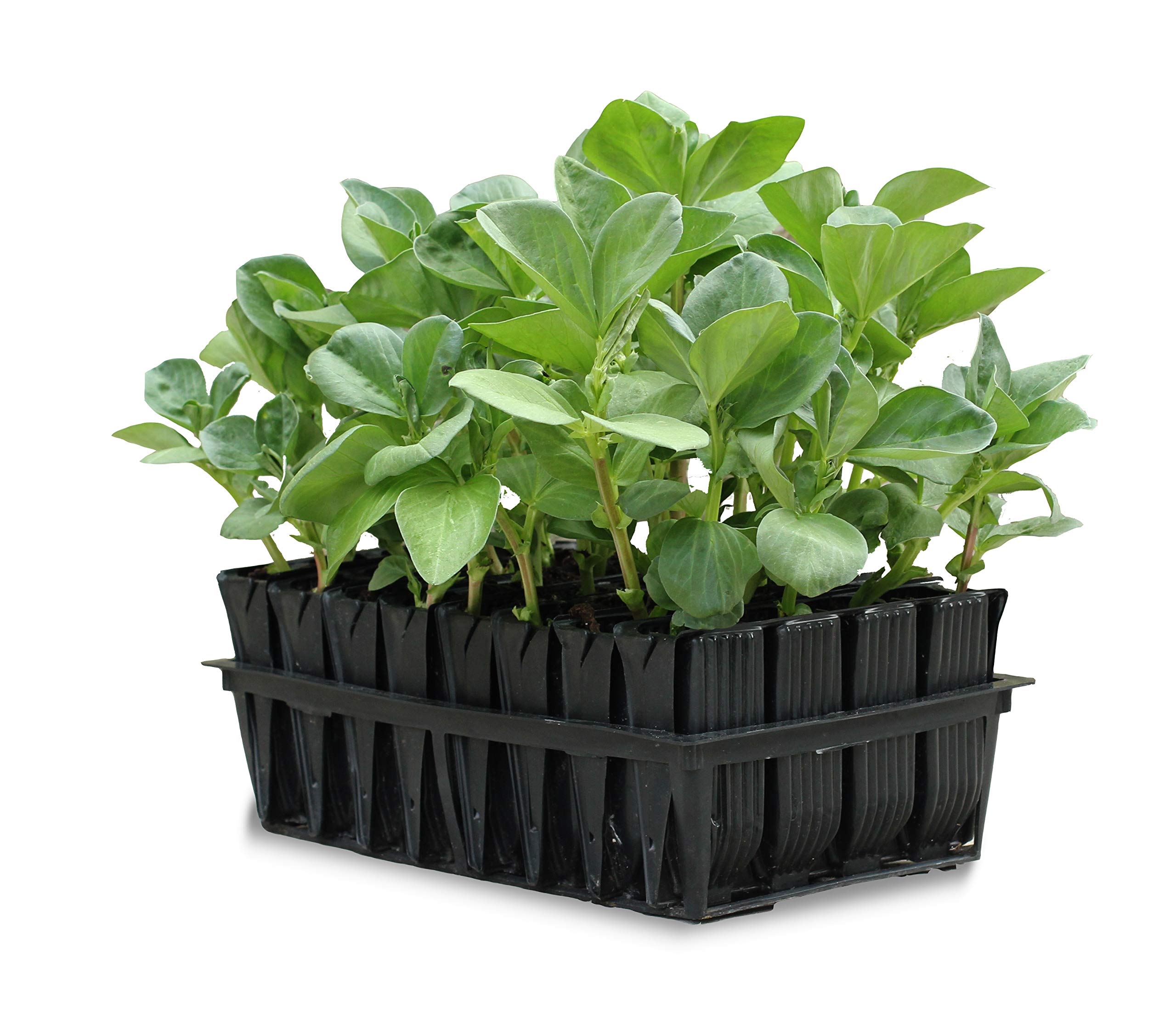 Haxnicks Deep Rootrainers | Reusable Deep Root Trainers | Seed Planting | Deep Rooted Plants | The Most Popular Size For Sweet Peas Vegetable Plants Peas Beans | Black, 32 Cells | RT010101