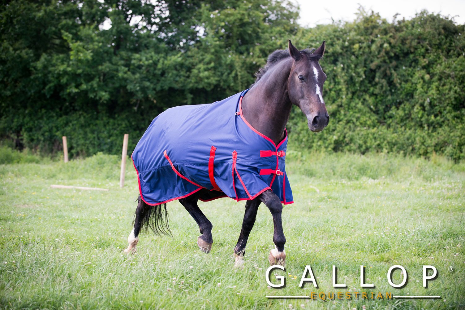 Gallop Trojan 600d Standard Neck 200g Turnout Rug 6'6" (EU 145cm)
