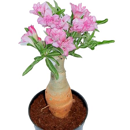 Indian Gardens - Say green, Stay green, Grow green Adenium bonsai looking plant with pot