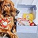 The Dapper Dog Box - Curated Fun Themed Dog Toys, Treats and Accessories Subscription: Large-Extra Large Dog (36 +LBS)