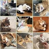 SeaMorn Cat Chew Sticks Matatabi Silvervine 30Pcs Natural Dental Care view 6