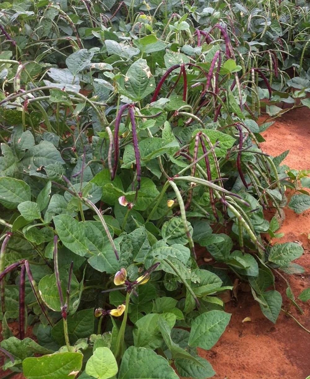 Big Boy Purple Hull Cowpea Seed Southern