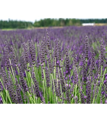 Amazon.com : L+ Grosso Lavender  8 Live Plants in 4" Pots  Dark Purple  Flowers  Bee Friendly & Evergreen  Ideal for Aromatherapy & Garden  Borders : Patio, Lawn & Garden