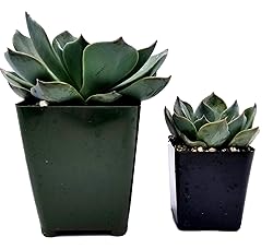 Fat Plants San Diego Live Echeveria Hybrid