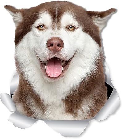 husky bear