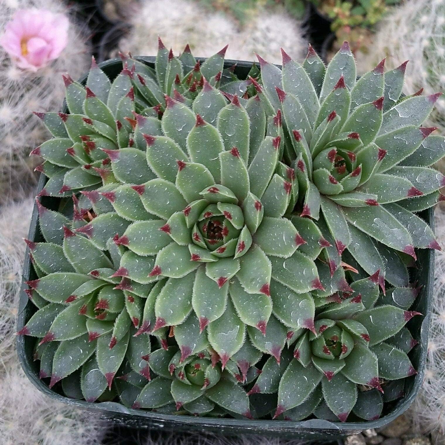 1 Live Plant Sempervivum Tectorum Hens and Chicks Succulent - Home Garden tkplade