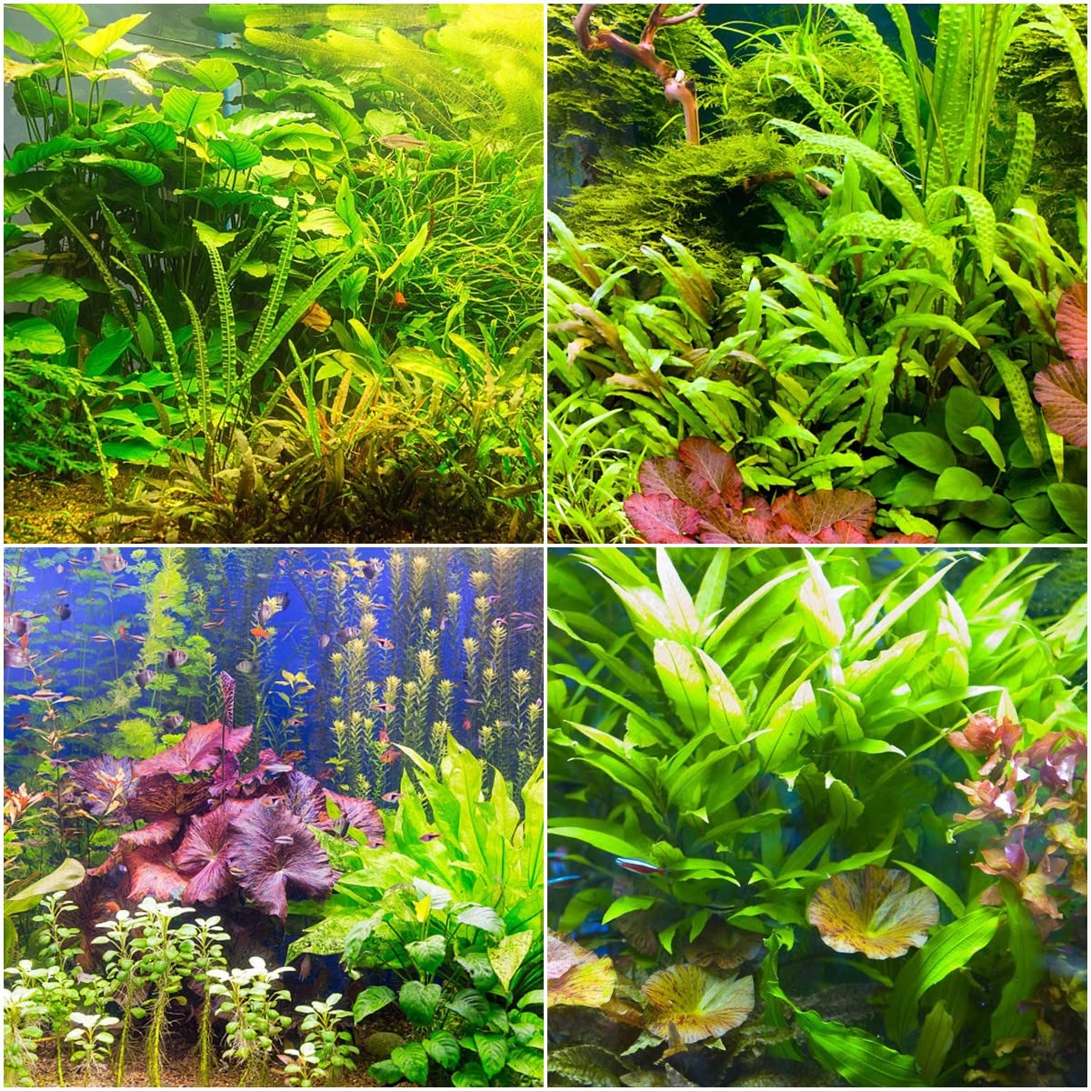 Mua Aquarium Plant Seeds, Water Plants, Aquarium Plants, Pond Plants