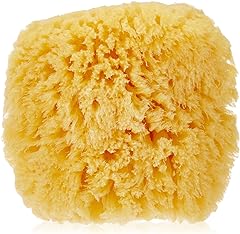 Bath Accessories Natural Sea Sponge, Medium/5"
