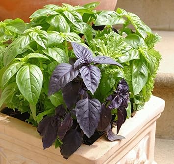 Basil HERB by KRAFT SEEDS