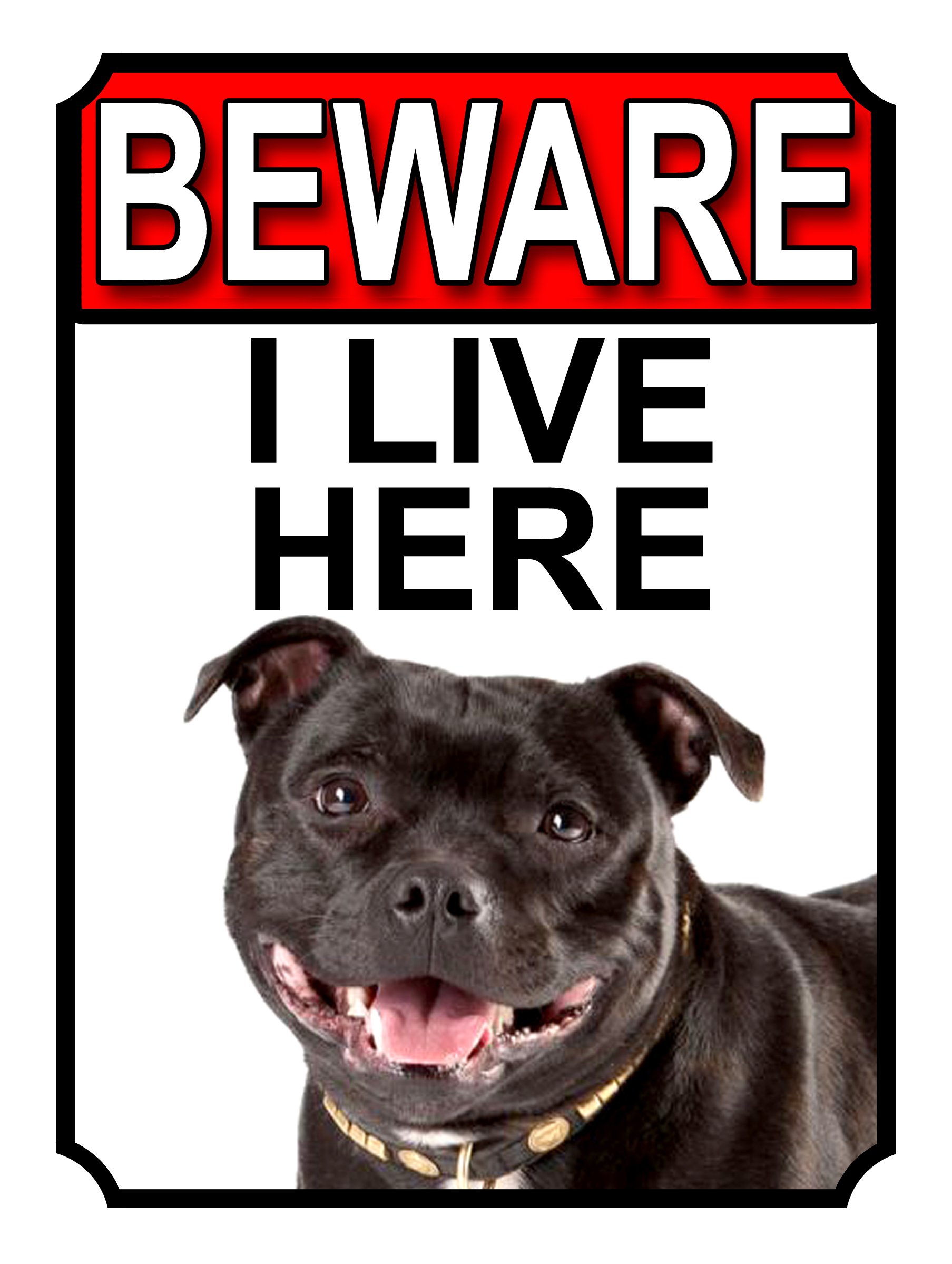 BEWARE I LIVE HERE METAL GATE SIGN STAFFORDSHIRE BULL TERRIER 200MM X 150MM (1091H1)