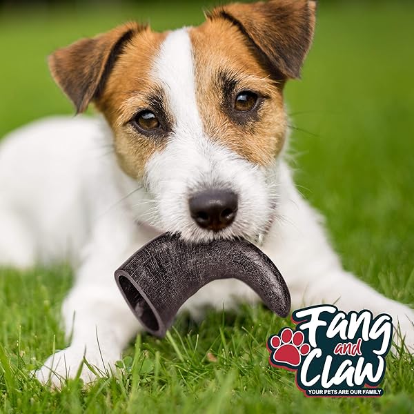 FANG AND CLAW WATER BUFFALO HORN DOG CHEW 4 PACK (MEDIUM 6 INCH), LONG-LASTING NATURAL CHEWS FOR AGGRESSIVE CHEWERS, SINGLE-INGREDIENT, NO RAWHIDE
