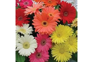 Outsidepride Hybrids Mix Gerbera Seeds - 100 Pcs Perennial, Compact & Low Maintenance, Flower Seeds for Planting w/Vibrant Mixed Blooms, Ideal for Garden Landscaping & Cut Flower Arrangements