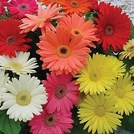 Outsidepride Gerbera Mix 100 Seeds Amazon In Garden Outdoors
