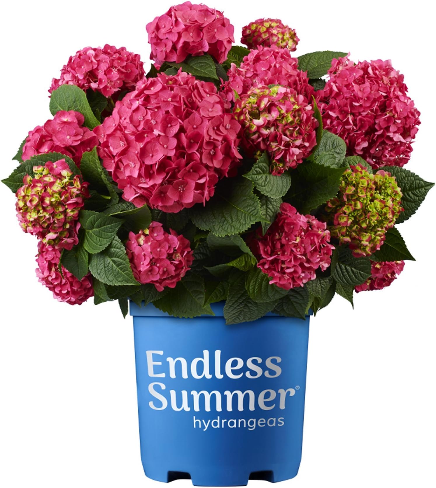 Premier Plant Solutions 21375 Endless Hydrangea Summer Crush, 1 gal