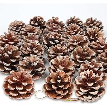 Amazon.com: 24 piezas de conos de pino natural, adornos de piñas ...