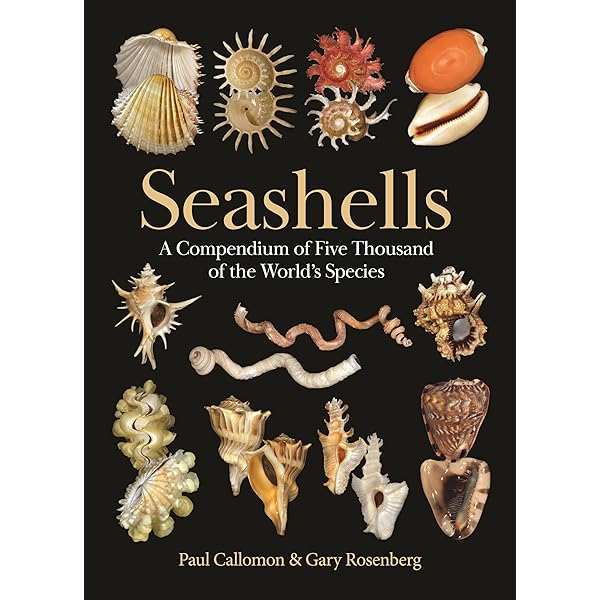 The Encyclopedia of Shells: Kenneth R. Wye: 9781861609526: Amazon