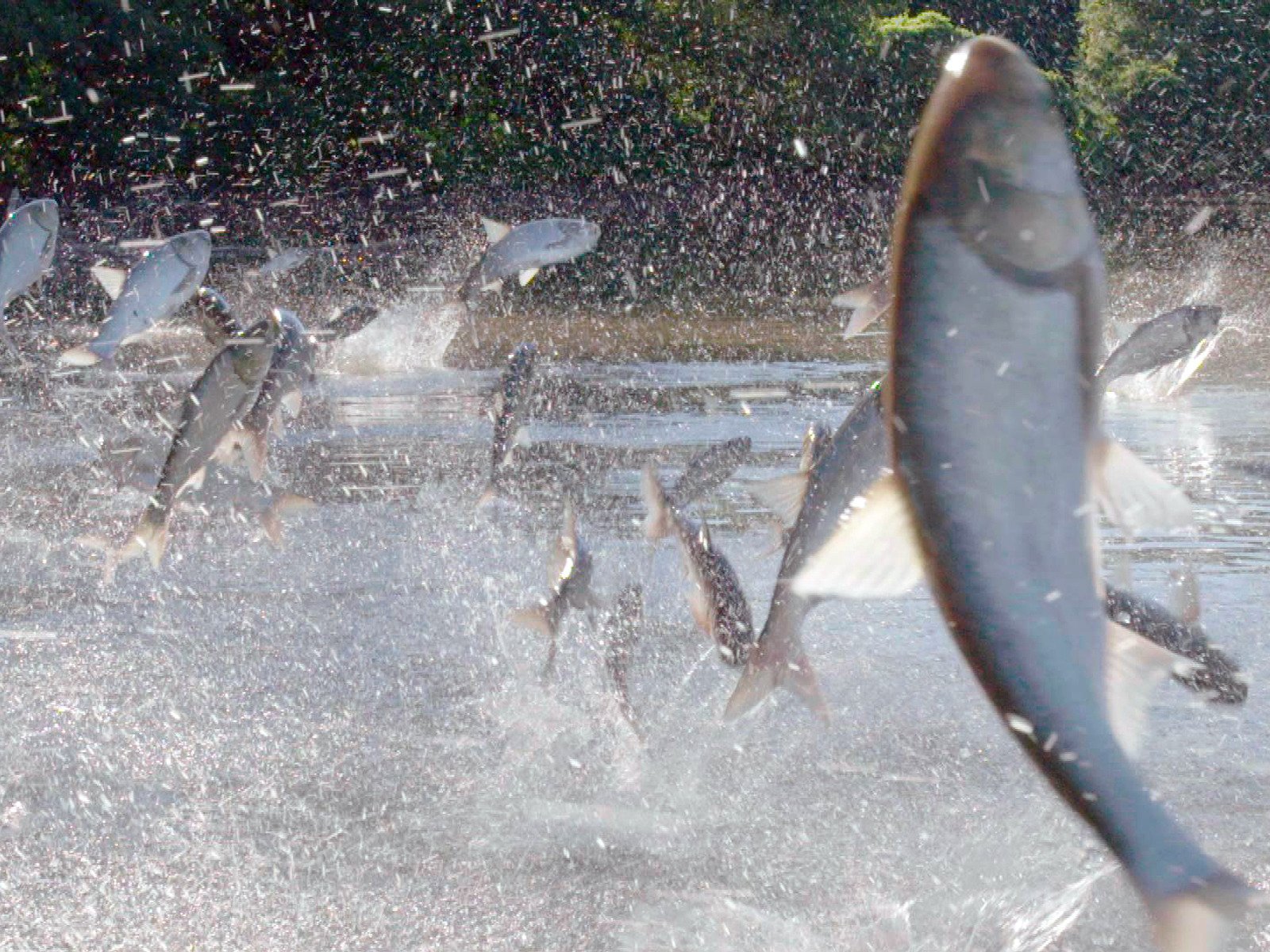 Amazon Co Jp 自然のいたずら シリーズ4 字幕版 を観る Prime Video