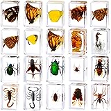 20 Pcs Insect in Resin Bug Preserved Specimen