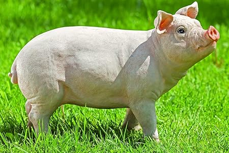 Figura Decorativa Cerdo de Resina Sintética 50 cm Decoracion Hogar