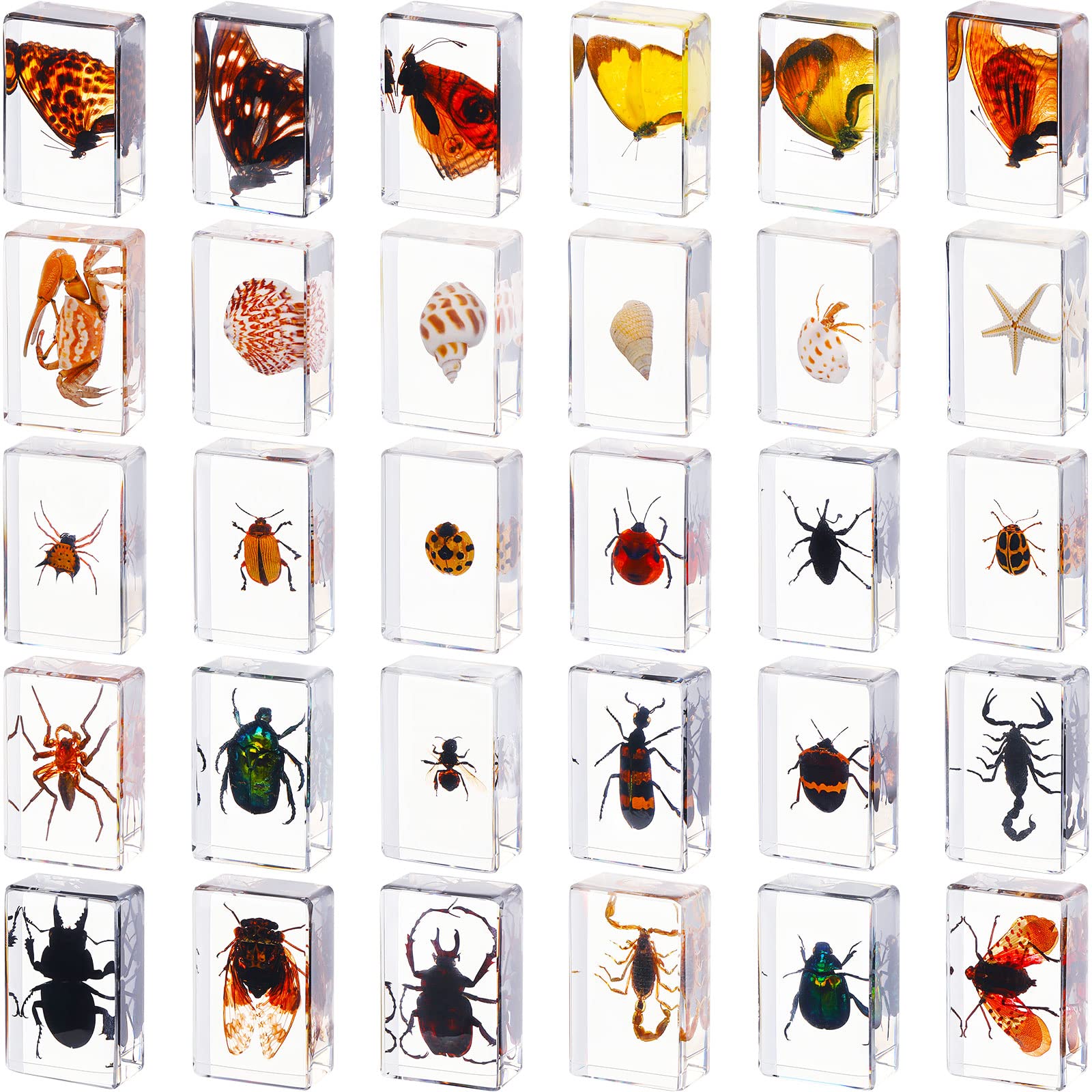 Mua 30 Pcs Insect in Resin Specimen Bugs Collection Paperweights Real ...