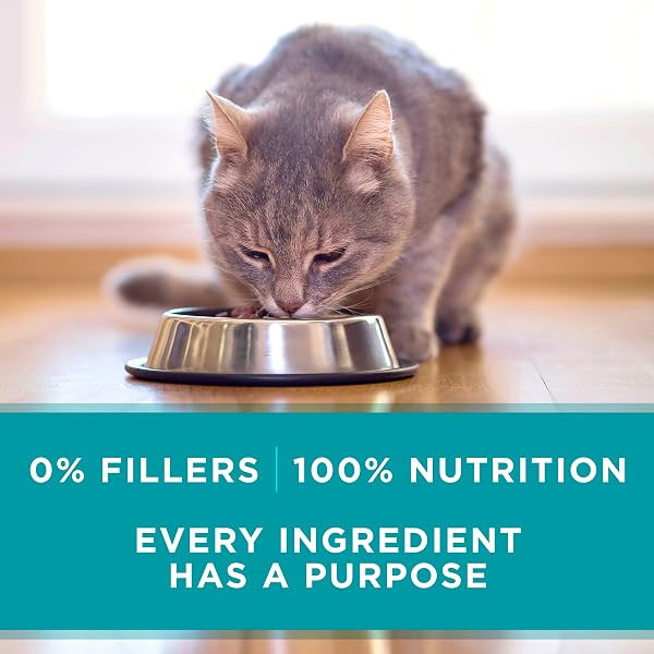 PURINA ONE NATURAL, HIGH PROTEIN, GRAIN FREE WET CAT FOOD PATE, TURKEY RECIPE – (PACK OF 24) 3 OZ. PULL-TOP CANS