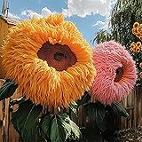 100+ Rare Sunflower Seeds for Planting - Giant