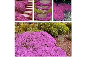 KCT GARDEN 20,000+ Creeping Thyme Seeds Ground Cover, Non-GMO Perennial Flower Seeds, Hardy Thymus Serpyllum, Creeping Phlox Alternative for Landscaping & Garden Paths (Hot Pink)