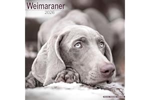 Weimaraner 2026 Calendar | Square Wall Calendar | Dog Breed Gift | Plastic Free Packaging | by Avonside Publishing
