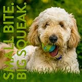 SPORTSPET Mini Squeak Tennis Balls for Dogs Pack of 15 Small Dogs view 5