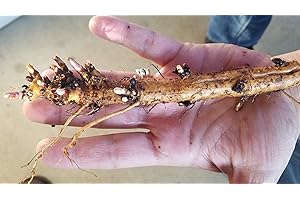 PUBLIC DOMAIN (NO OWNERSHIP) Hop Rhizomes - California Cluster (Grows Very Well in high Heat Areas)