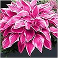 SEBIOLA Hosta Seeds - 100 Pink Hosta Plants in Outdoor& Indoor Seed Attract Pollinators Perennial Bonsai Decoration