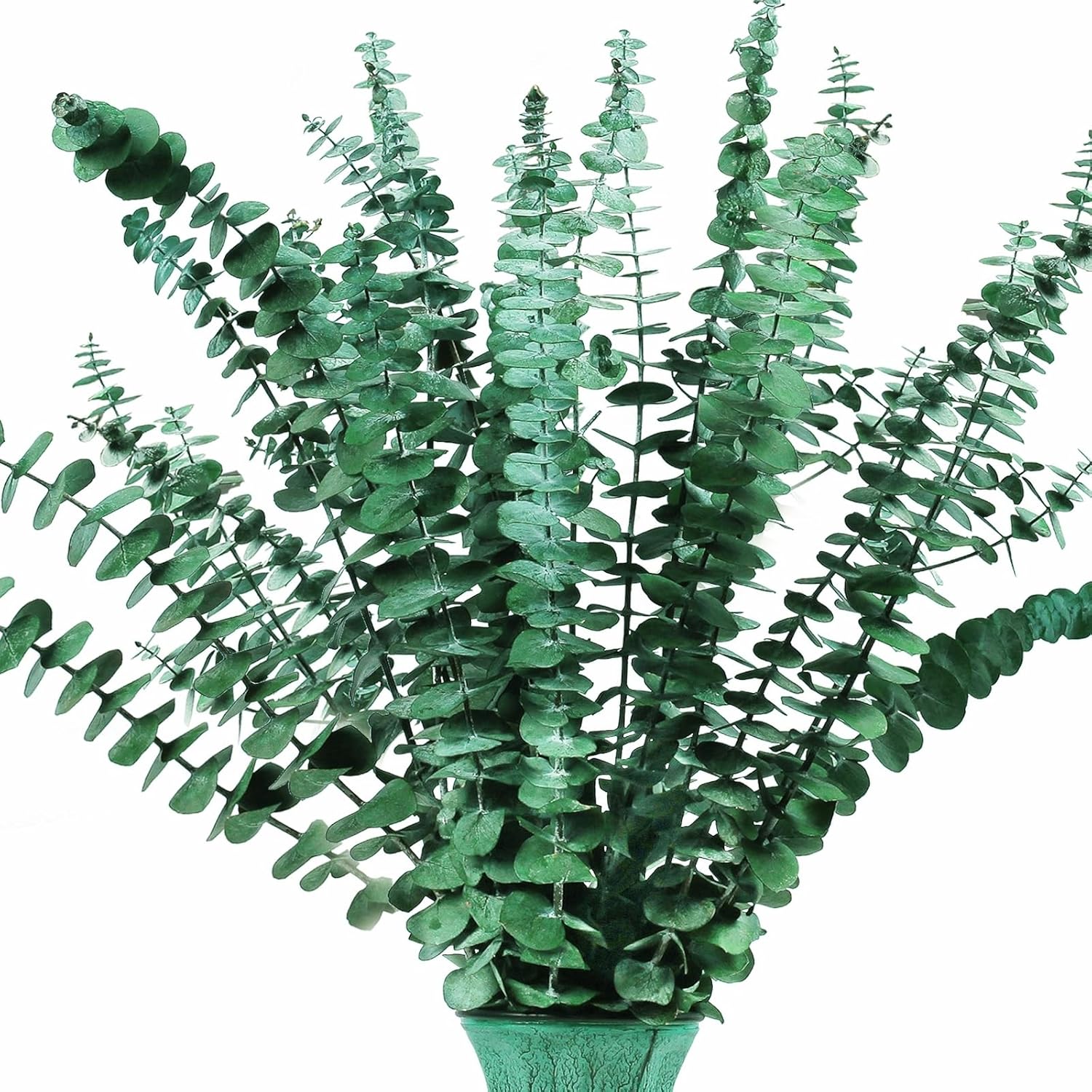 Dried & Preserved Flora - Preserved-Dried-Eucalyptus-Branches,17